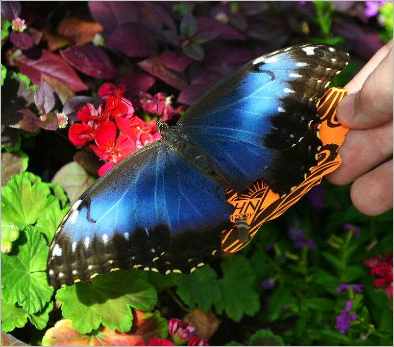 Blue Morpho Butterfly